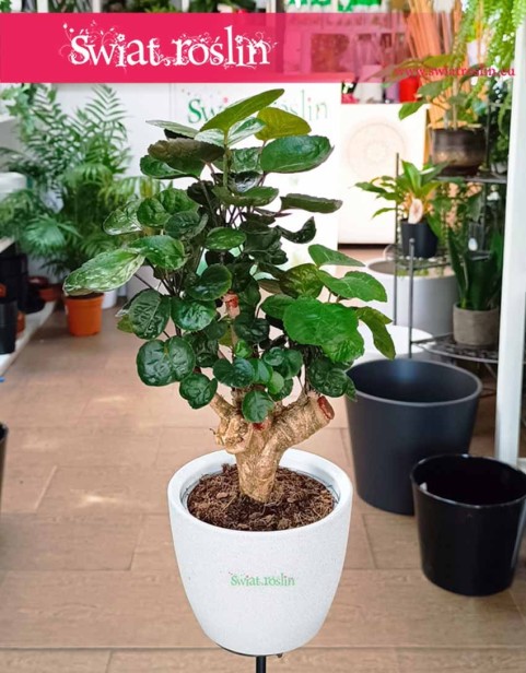 Polyscias Fabian, Aralia Fabian