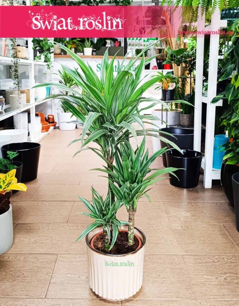 Dracaena Warnecki, Dracena Warnecki