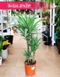 Dracaena Warnecki sklep z roślinami w krakowie, Dracena Warnecki,