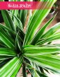 Dracaena Warnecki, Dracena Warnecki sklep z dracenami online internetowy wysyłka roślin