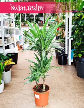 Dracaena Warnecki, Dracena Warnecki do kupienia w Krakowie w sklepie internetowym online