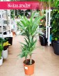 Dracaena Warnecki, Dracena Warnecki do kupienia w Krakowie w sklepie internetowym online