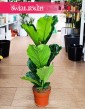 modny Fikus Lyrata sklep, Ficus Lyrata, Fikus Dębolistny, Figowiec Lirolistny