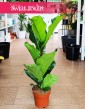 Fikus Lyrata sklep online internetowy wysyłka, Ficus Lyrata, Fikus Dębolistny, Figowiec Lirolistny