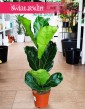Fikus Lyrata sklep online w Krakowie, Ficus Lyrata, Fikus Dębolistny, Figowiec Lirolistny