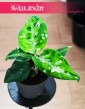 Aglonema Pictum Tricolor do kupienia w sklepie internetowym online , Aglaonema Pictum Tricolor