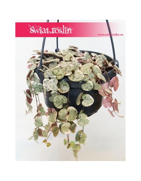 Ceropegia Woodii Variegata, Ceropegia Wooda Variegata 3