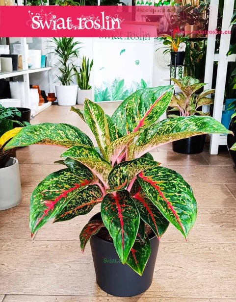 Aglonema Paradise Red, Aglaonema Paradise Red