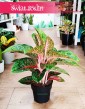 Aglonema Paradise Red do kupienia w Krakowie w sklepie internetowym online, Aglaonema Paradise Red