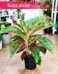 Aglonema Paradise Red, Aglaonema Paradise Red roślina do kupienia w sklepie online internetowym