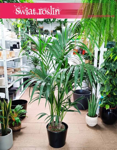 Średnia Palma Kentia Howea Forsteriana , Średnia Palma Kencja Howea Fosteriana