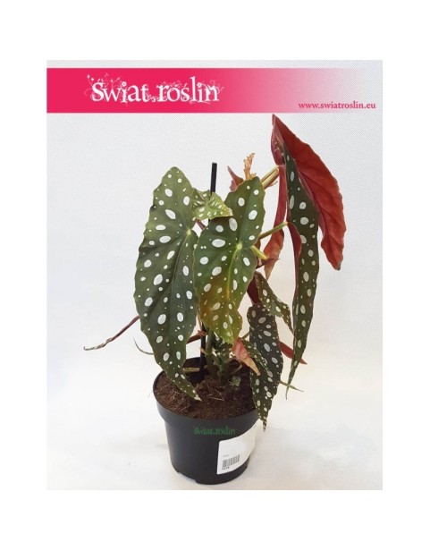 Begonia Maculata, Begonia Plamista, Begonia Koralowa, Ukośnica 1