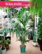 Średnia Palma Kentia Howea Forsteriana , Średnia Palma Kencja Howea Fosteriana sklep z palmami w Krakowie