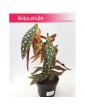 Begonia Maculata, Begonia Plamista, Begonia Koralowa, Ukośnica 3