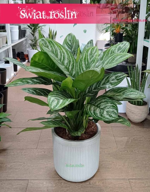 Duża Aglaonema Stripes, Wielka aglonema sklep