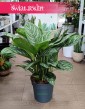 Duża Aglaonema Stripes, Wielka aglonema sklep, sklep z roślinami online