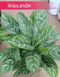 Duża Aglaonema Stripes, Wielka aglonema sklep, duża aglonema, wysyłka roślin sklep online internetowy
