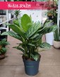 Duża Aglaonema Stripes, Wielka aglonema sklep, aglonema sklep Kraków wysyłka roślin online