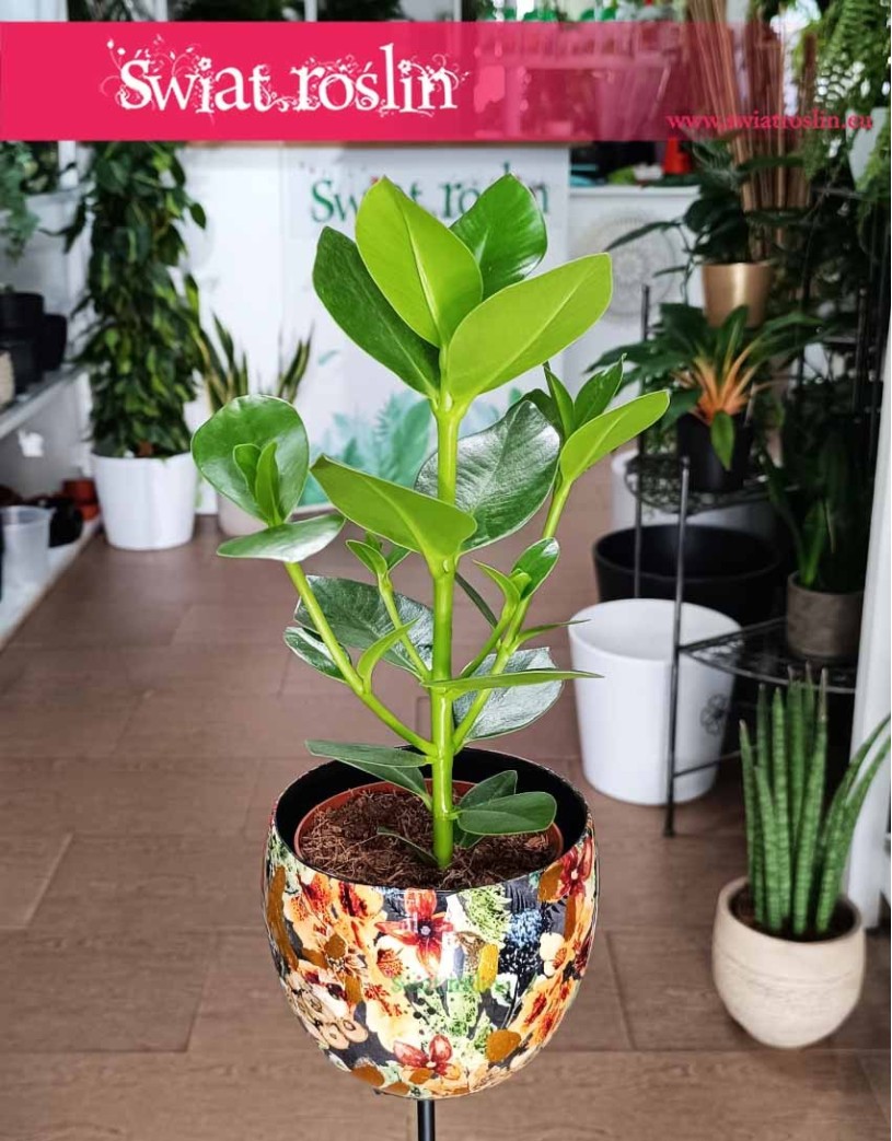 Clusia Rosea Princess, Kluzja, Okrętnica