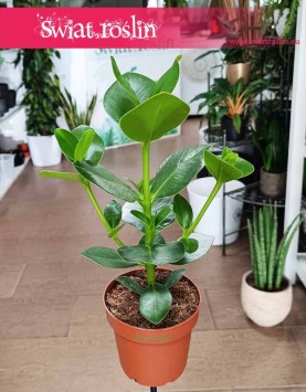 Clusia Rosea Princess w sklepie z roslinami z wysyłką do domu internetowo online, Kluzja, Okrętnica