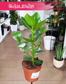 Clusia Rosea Princess roslina ze sklepu internetowego online z dostawą do domu, Kluzja, Okrętnica