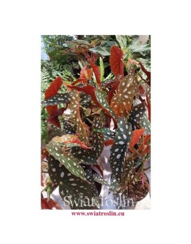 Begonia Maculata, Begonia Plamista, Begonia Koralowa, Ukośnica 5