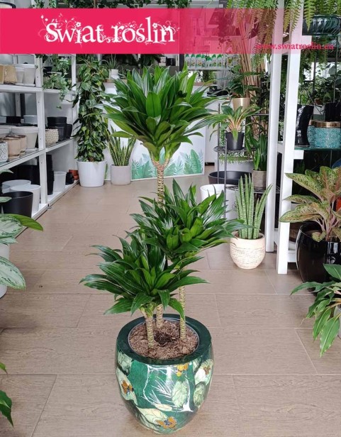 Dracena Compacta, Dracaena Compacta