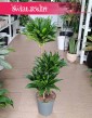 Dracena Compacta oczyszczająca powietrze roślina z dostawą, Dracaena Compacta