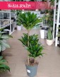 Dracena Compacta kup w sklepie iternetowo online z dostawą, Dracaena Compacta