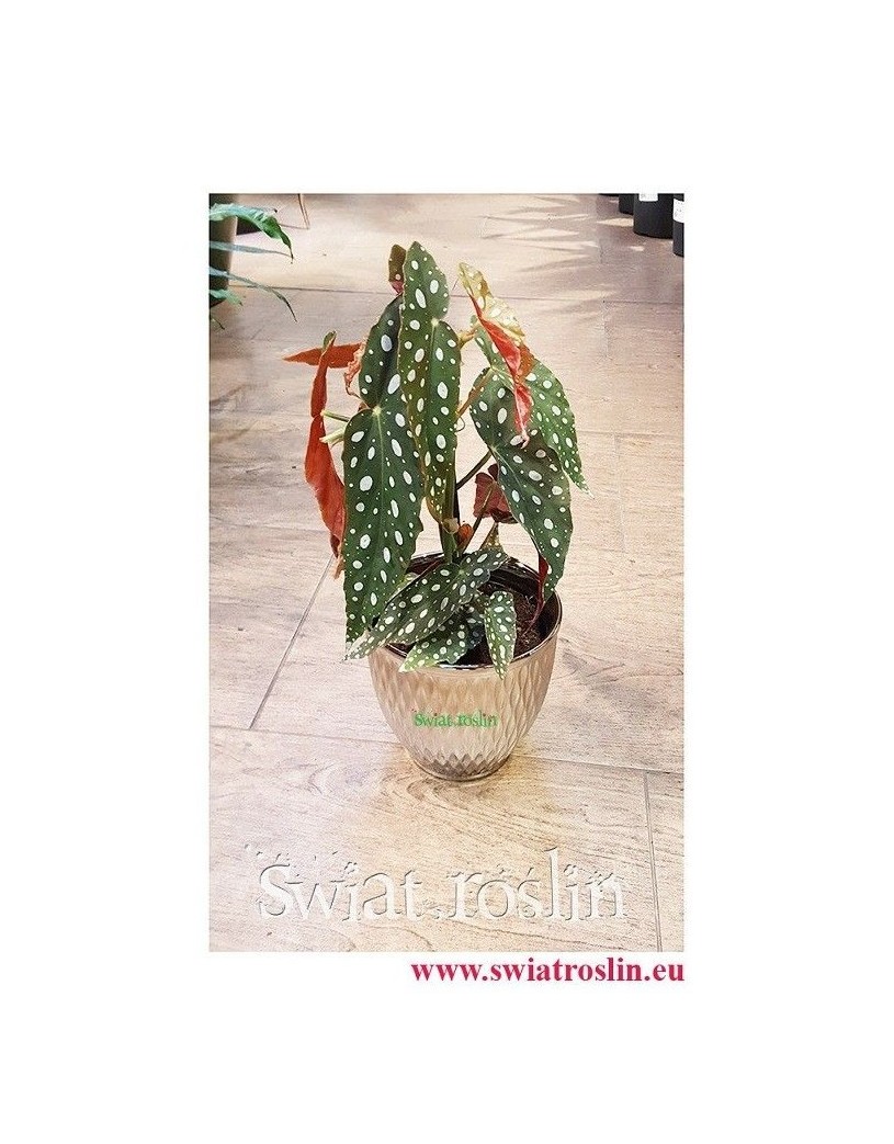 Begonia Maculata, Begonia Plamista, Begonia Koralowa, Ukośnica 6