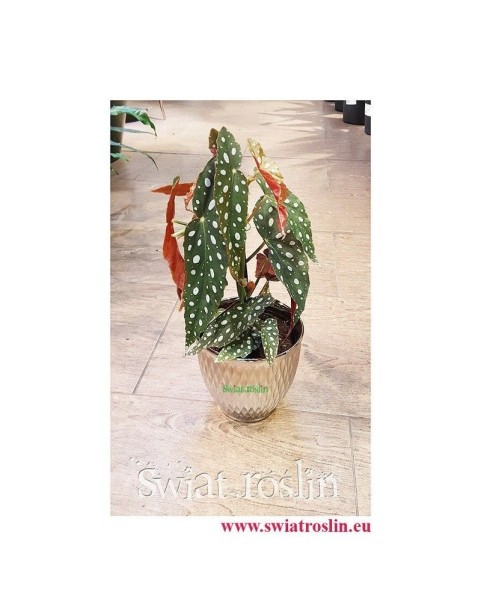 Begonia Maculata, Begonia Plamista, Begonia Koralowa, Ukośnica 6