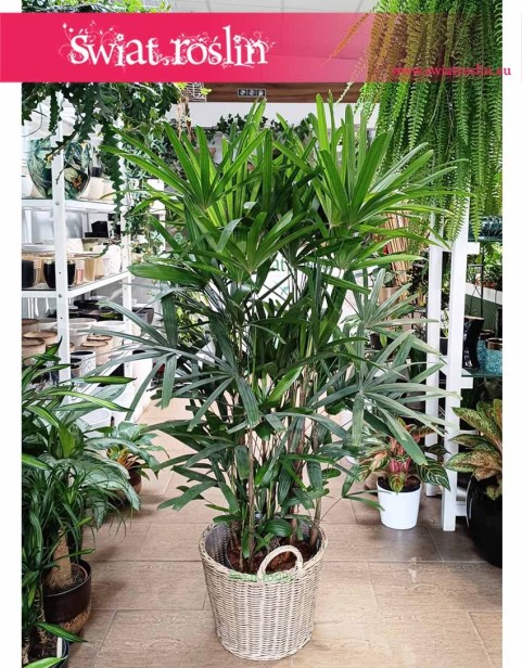 Palma Biczowa, Rapis Wyniosły, Rhapis Excelsa