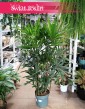 Palma Biczowa, Rapis Wyniosły, Rhapis Excelsa, sklep z roślinami, wysyłka roślin
