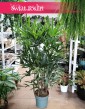 Palma Biczowa, Rapis Wyniosły, Rhapis Excelsa, sklep z roślinami doniczkowymi internetowy online