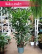 Palma Biczowa, Rapis Wyniosły, Rhapis Excelsa, duża palma biczowa
