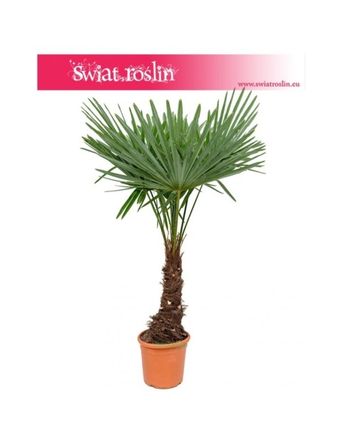 Szorstkowiec Fortunego, Trachycarpus Fortunei