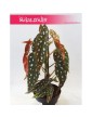 Begonia Maculata, Begonia Plamista, Begonia Koralowa, Ukośnica 7