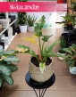 Filodendron Ring of Fire, Philodendron Ring of Fire