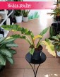Filodendron Ring of Fire kup w sklepie z roślinami w Krakowie, Philodendron Ring of Fire