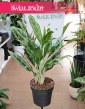 Aglonema Greyhund, Aglaonema Greyhund do kupienia w sklepie internetowym online z wysyłką