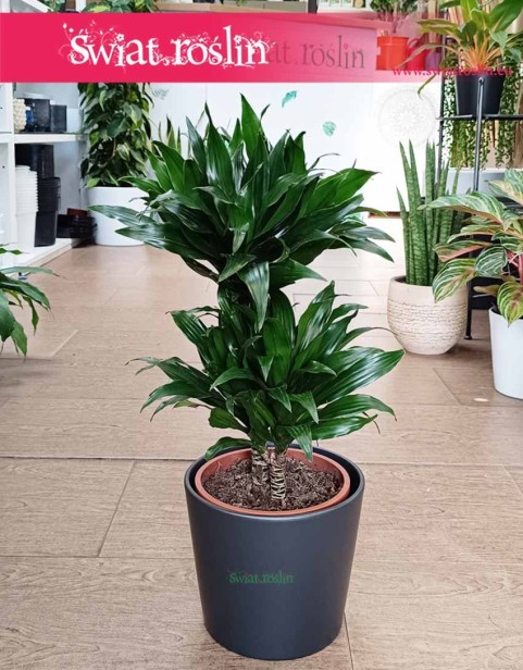 Dracena Compacta, Dracena Deremeńska, roślina Smokowiec