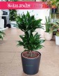 Dracena Compacta, Dracena Deremeńska, roślina Smokowiec