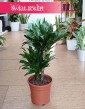 Dracena Compacta, Dracena Deremeńska duża roslina do biura do firmy do mieszkania