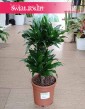Dracena Compacta, Dracena Deremeńska popularna roslina doniczkowa sklep internetowy online