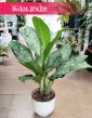 Aglaonema Greenlight, Aglonema Greenlight
