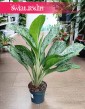 Aglaonema Greenlight, Aglonema Greenlight modna roślina sklep internetowy