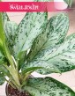 Aglaonema Greenlight, Aglonema Greenlight sklep w Krakowie online wysyłka
