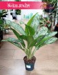 Aglaonema Greenlight, Aglonema Greenlight sklep z roślinami internetowy online, rośliny do biura do firmy