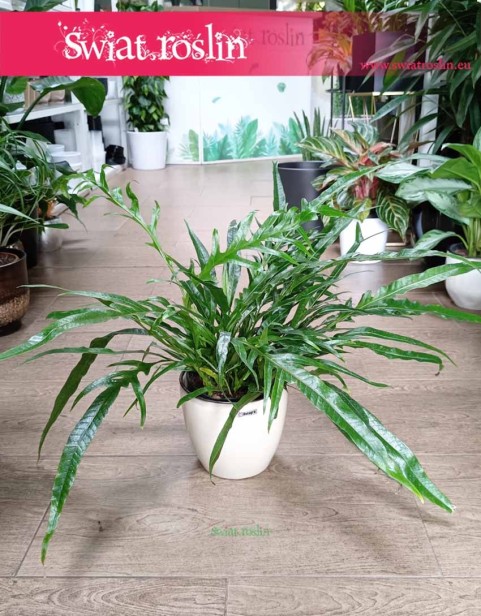 Aglaomorpha Coronans Snake Leaf, Paproć Aglaomorpha Snake Leaf