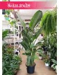 olbrzymia Strelicja Nicolai, ogromna Strelitzia Nicolai, gigantyczna roślina Strelicja Biała - , Duże strelicje sklep online